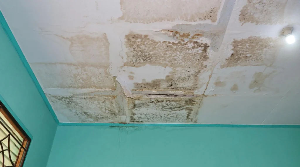 Residential ceiling with severe water damage and black mold growth caused by a roof leak during heavy weather conditions